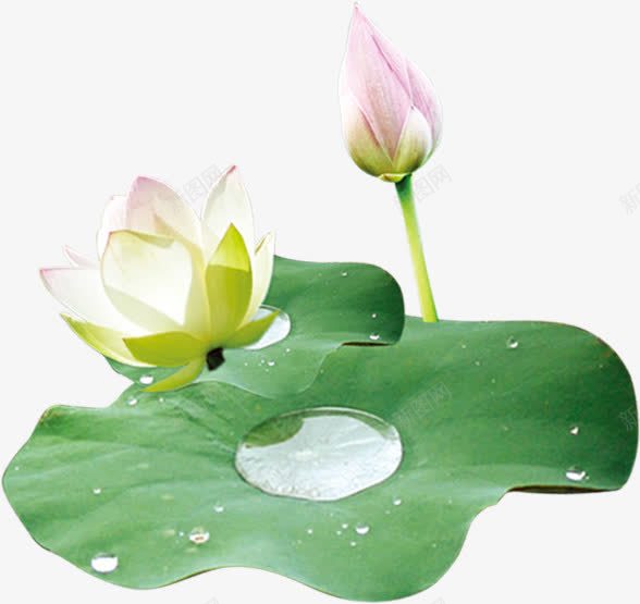 荷塘荷花荷叶png免抠素材_88icon https://88icon.com 竹子荷花荷叶满池塘 荷叶 荷塘 荷花