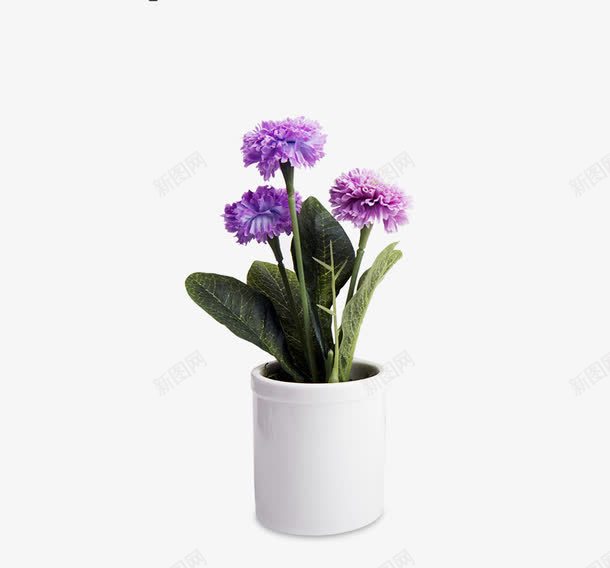 蓝色康乃馨png免抠素材_88icon https://88icon.com 花盆 蓝紫色 阳台装饰