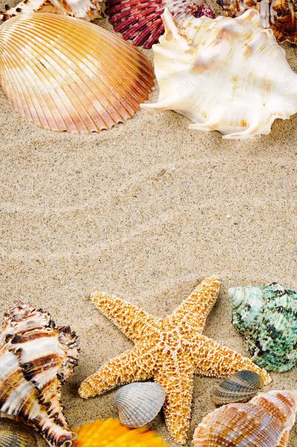 海滩背景边框jpg设计背景_88icon https://88icon.com 其它类别 图片素材 夏日海滩背景 沙滩背景 海星 海滩背景边框图片 海滩背景边框图片素材下载 海螺 背景花边 贝壳