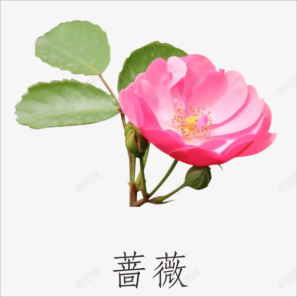 蔷薇png免抠素材_88icon https://88icon.com 小植物 鲜花