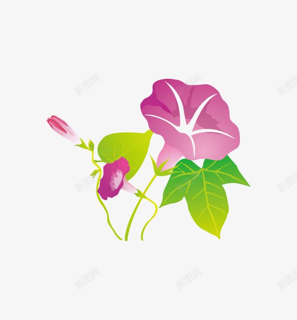 美丽牵牛花png免抠素材_88icon https://88icon.com 田野 绿色 美丽 花朵 苗木