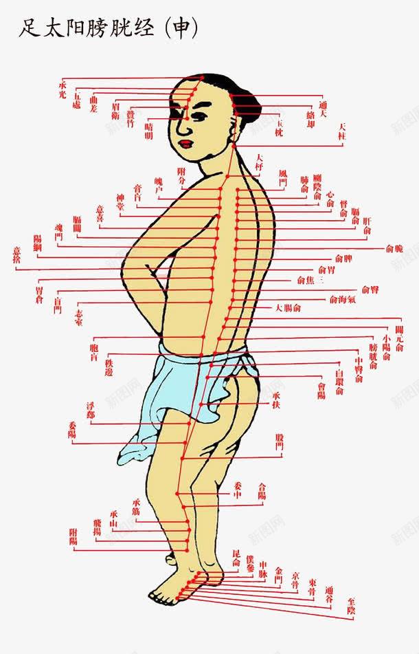 足太阳膀胱经png免抠素材_88icon https://88icon.com 人体 十二 古代经络图 太阳 疏通筋络 穴位图 经络图 背部 膀胱