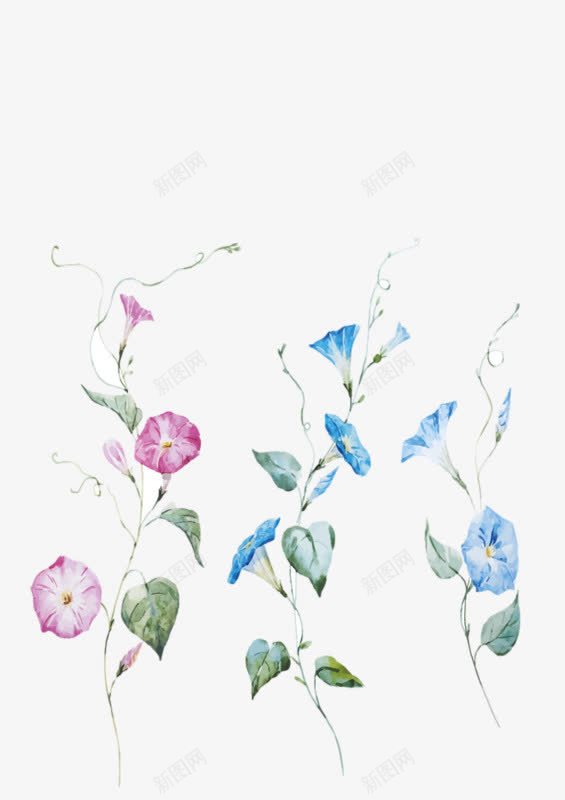 手绘喇叭花png免抠素材_88icon https://88icon.com 号外号外 喇叭花 手绘 牵牛花 粉色 绿叶 缠绕的花藤 花藤 蓝色 藤蔓