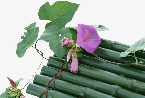 牵牛花竹排png免抠素材_88icon https://88icon.com 植物 牵牛花 竹排 绿色 花