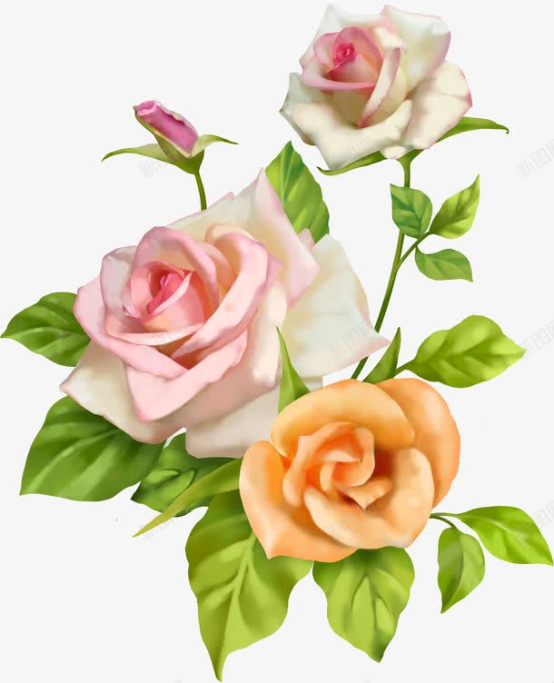 盛开的月季png免抠素材_88icon https://88icon.com 四季花 带刺 月季花 橙色花朵 粉白色花朵 绿叶