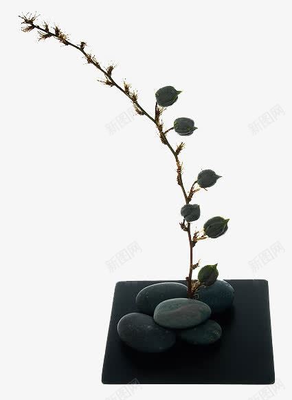 铃铛花干花png免抠素材_88icon https://88icon.com 干枝 摆饰 艺术品 花枝