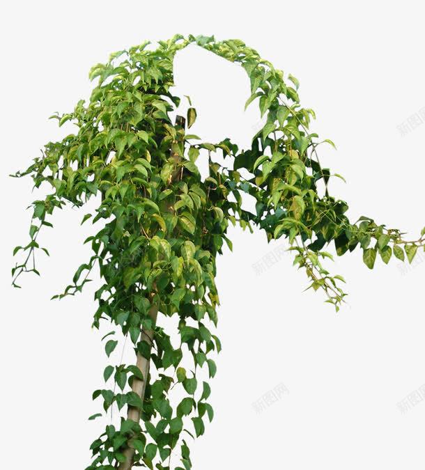 花卉育苗png免抠素材_88icon https://88icon.com 盆栽花卉 藤本蔷薇 藤蔓植物 阳台盆栽