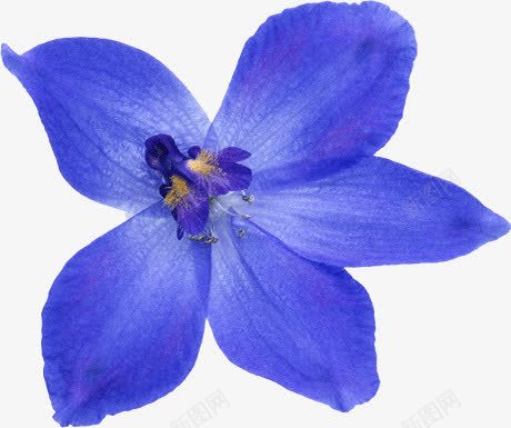 蓝色的蝶恋花png免抠素材_88icon https://88icon.com 花卉 蓝色 蝶恋花