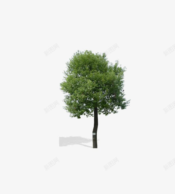 树木专辑png免抠素材_88icon https://88icon.com 建筑素材 景观 柳树 环境素材 绿化 装饰素材 风景树