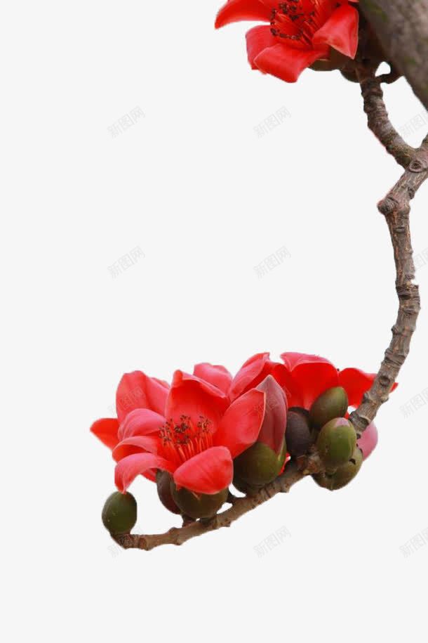 红色木棉花png免抠素材_88icon https://88icon.com 摄影 木棉树 木棉花 木棉花树 树木 树枝 植物 红色 花卉 花朵