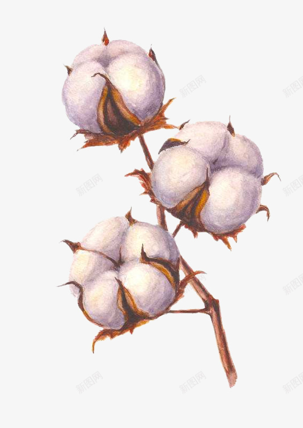 手绘实物风棉花枝三朵棉花头png免抠素材_88icon https://88icon.com 手绘实物风棉花枝三朵棉花头免扣图免费下载 手绘棉花 棉花 棉花叶子 棉花头 棉花枝 植物