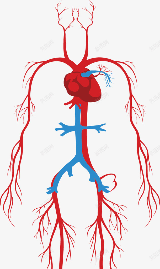 人体系统的颈动脉矢量图ai免抠素材_88icon https://88icon.com 人体系统 动脉 矢量png 血管 血管系统 静脉 矢量图