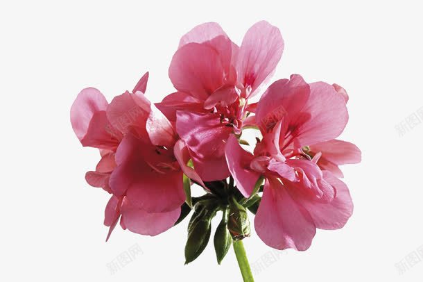粉色天竺葵花png免抠素材_88icon https://88icon.com 免抠 天竺葵 天竺葵花 实物 科 粉色 花朵 花瓣 花骨朵 鲜花