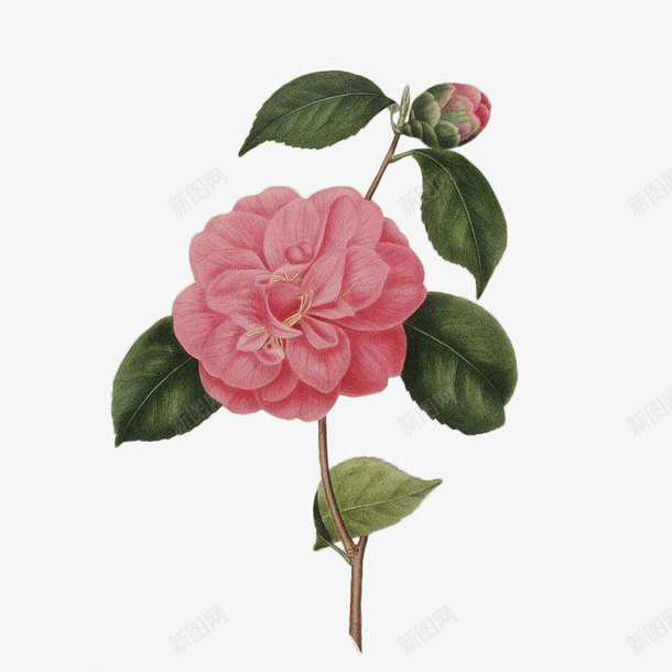 一枝红色复古手绘山茶花png免抠素材_88icon https://88icon.com 复古 山茶花 手绘 插画 红茶花 花朵 茶籽花 茶花 设计