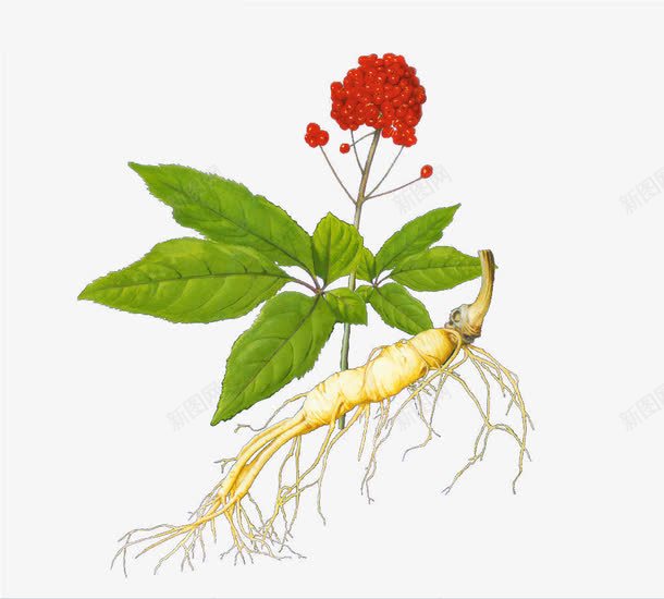 人参png免抠素材_88icon https://88icon.com 保健品 带花人参 手绘人参 植物 红花 绿叶 补品
