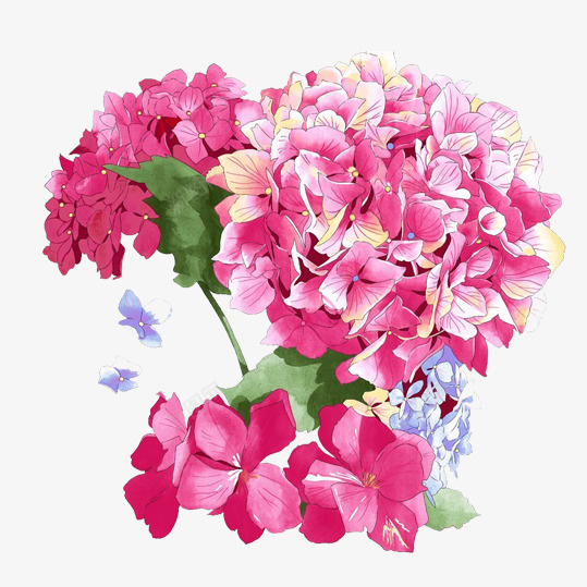 手绘粉色绣球花png免抠素材_88icon https://88icon.com 一条心 团团簇簇 团结一致 娇艳欲滴 热情高雅 碧绿的叶子 红色绣球花 绣球花