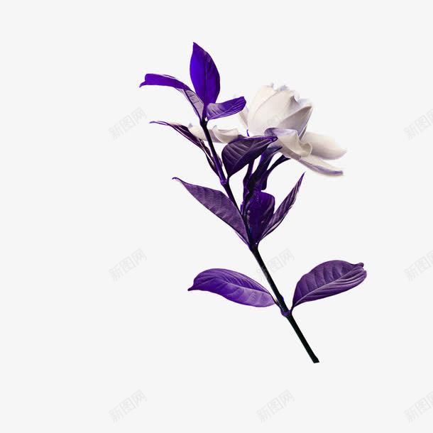 一只干花png免抠素材_88icon https://88icon.com 假花 干花 白色花朵 紫色树叶 装饰