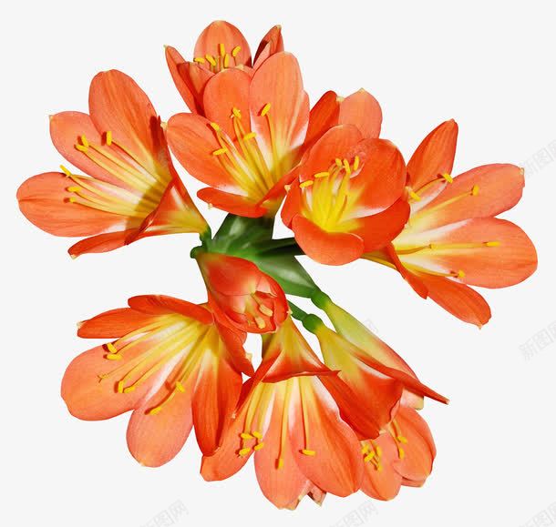 一束娇艳蝶恋花png免抠素材_88icon https://88icon.com 娇艳 橙色 绿色 花蕊 蝶恋花 黄色