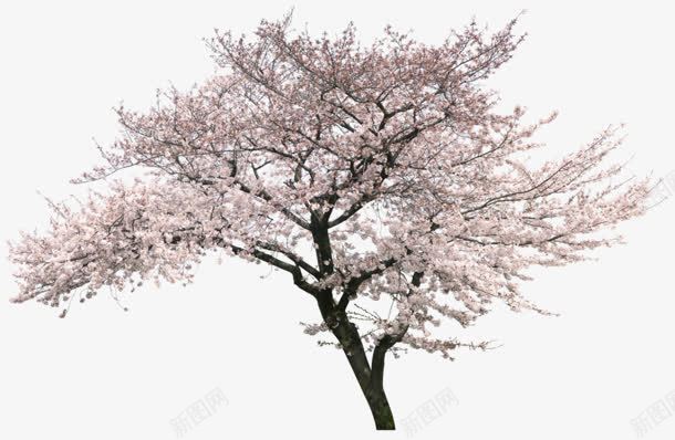立体樱花树装饰png免抠素材_88icon https://88icon.com 樱花树 水彩 立体 装饰