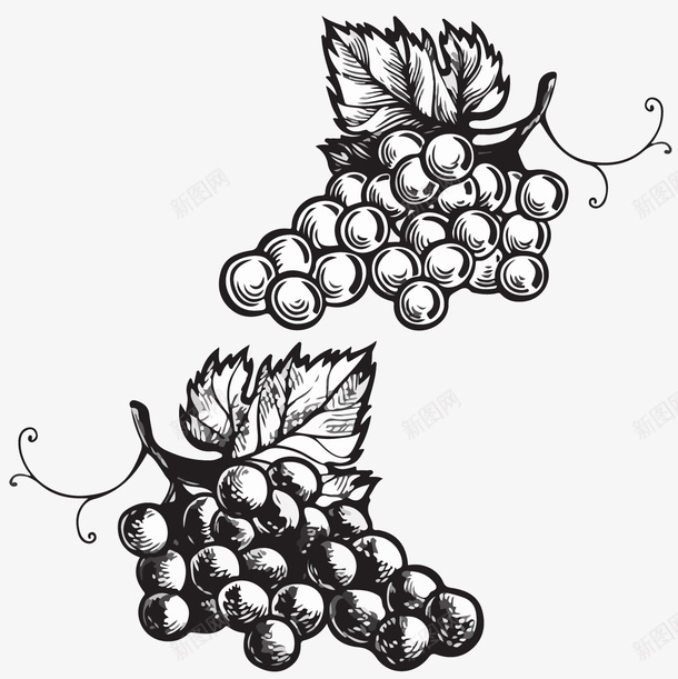两串手绘的黑白葡萄矢量图ai免抠素材_88icon https://88icon.com 两串葡萄 手绘 葡萄园 葡萄架 葡萄节 葡萄藤 矢量图