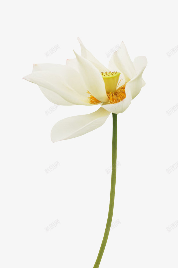 白色纯洁的黄色莲蓬水芙蓉实物png免抠素材_88icon https://88icon.com 印度国花 山龙眼目 水旦 水芙蓉 浮水生物 芙蓉 芙蕖 茂盛 莲子 莲蓬 鞭蕖