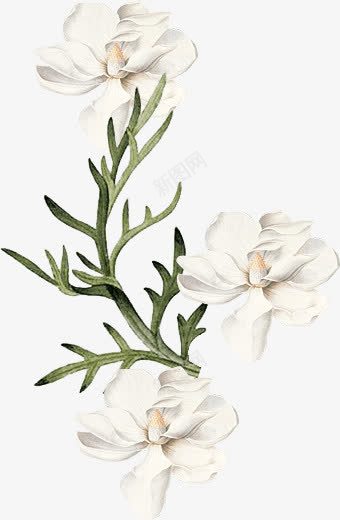 彩绘栀子花白色花朵装饰png免抠素材_88icon https://88icon.com 彩绘 栀子花 白色 花朵 装饰