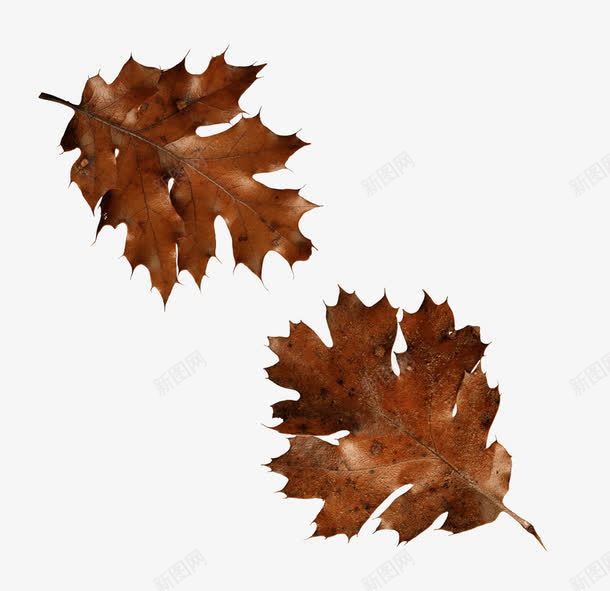 两片干枯的黄叶png免抠素材_88icon https://88icon.com 枯黄 树叶 植物PNG 秋天 落叶