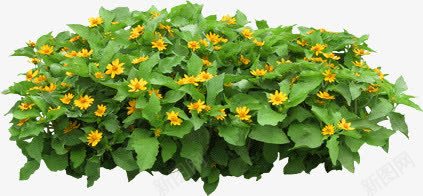 藿香菊鲜花png免抠素材_88icon https://88icon.com 常见 绿植 观赏 鲜花