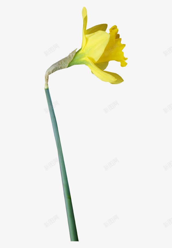 长寿花png免抠素材_88icon https://88icon.com 午夜兰 夜来香 待宵草 昙花 月光花 桂花 烟草花 牵牛花