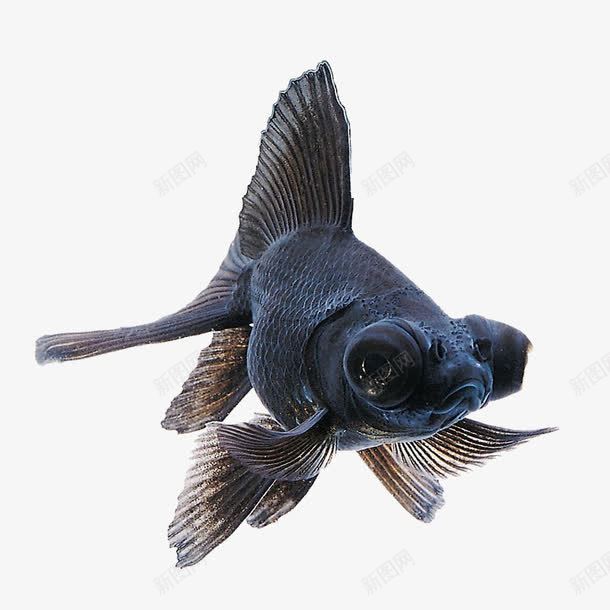 海底的小鱼png免抠素材_88icon https://88icon.com 可爱 大眼睛鱼 小鱼 水族馆 活鱼 海产品 观赏鱼 黑色