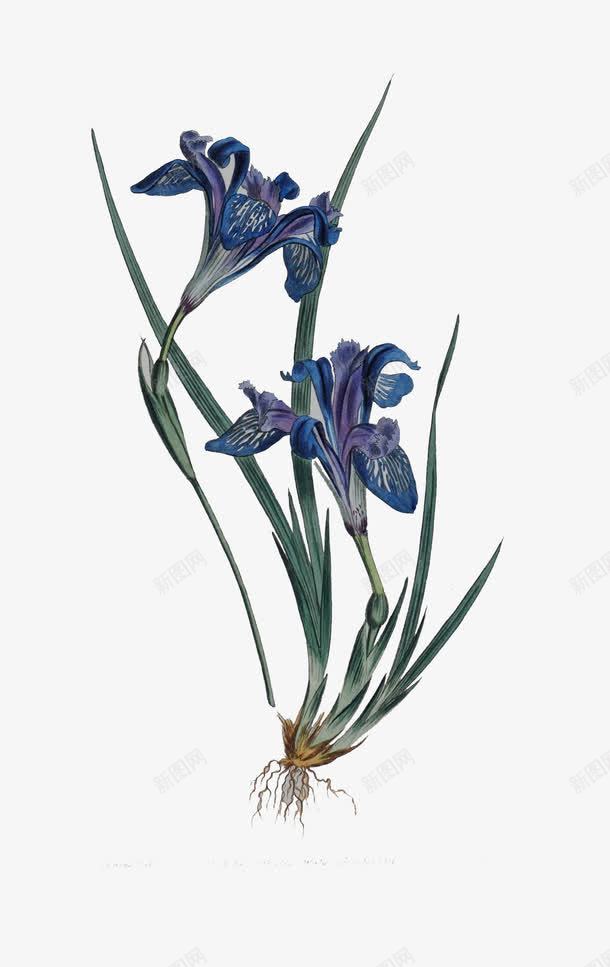 水墨兰花png免抠素材_88icon https://88icon.com 兰花 兰花君子 卡通 手绘 植物 水墨 鲜花
