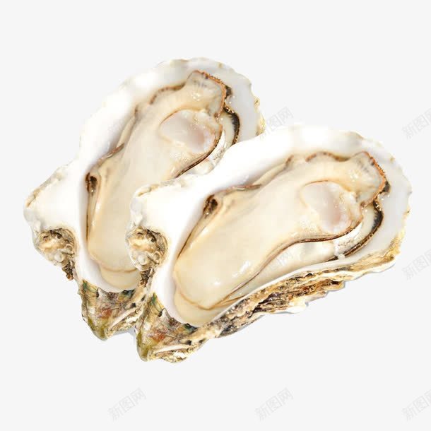 鲜活生蚝png免抠素材_88icon https://88icon.com 产品实物 新鲜 海鲜 美味 贝类