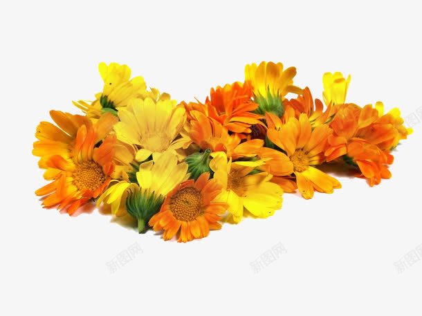 金盏菊药草png免抠素材_88icon https://88icon.com 一堆 万寿菊 免抠素材 实物 艳丽 花朵 药草 菊花 金盏菊 高清图 黄金盏