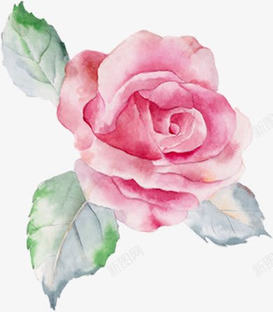 手绘粉红玫瑰png免抠素材_88icon https://88icon.com 手绘玫瑰 水彩粉玫瑰 玫瑰 粉红玫瑰