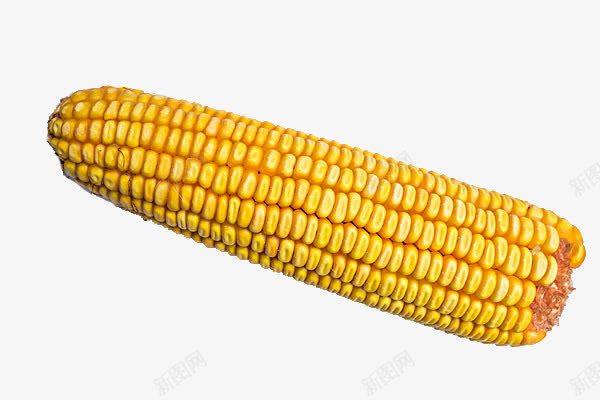 一个玉米png免抠素材_88icon https://88icon.com 包谷 手绘 新鲜 有机蔬菜 玉米 绿色蔬菜 蔬菜