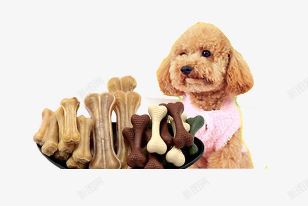 泰迪和骨头png免抠素材_88icon https://88icon.com 宠物 宠物零食 泰迪 犬粮 骨头