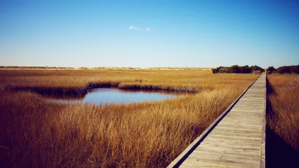 黄色草丛上的木板桥海报背景jpg设计背景_88icon https://88icon.com 木板 海报 背景 草丛 黄色