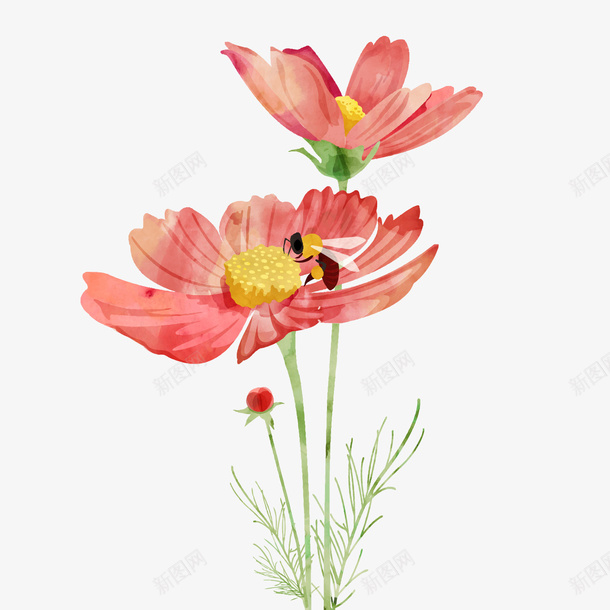 美丽波斯菊花png免抠素材_88icon https://88icon.com 卡通 手绘 植物设计 波斯菊花 花卉 蜜蜂
