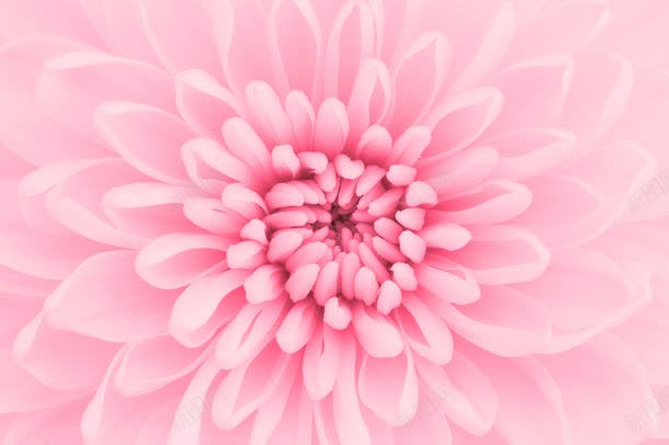 粉红色鲜花背景jpg设计背景_88icon https://88icon.com 其它类别 图片素材 漂亮花朵 粉红色花朵 粉红色鲜花背景图片 粉红色鲜花背景图片素材下载 美丽花朵 背景花边 花卉 鲜花背景