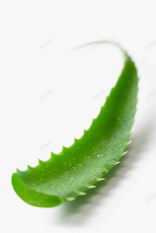 芦荟png免抠素材_88icon https://88icon.com 护肤 植物护肤 祛痘 祛痘广告 美容 芦荟