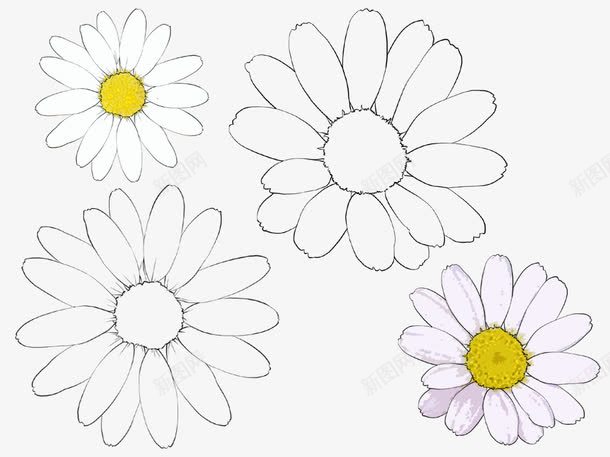 手绘波斯菊png免抠素材_88icon https://88icon.com 手绘 波斯菊 花朵 菊花