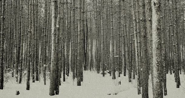 灰色雪地杨树林茂密jpg设计背景_88icon https://88icon.com 杨树林 灰色 茂密 雪地