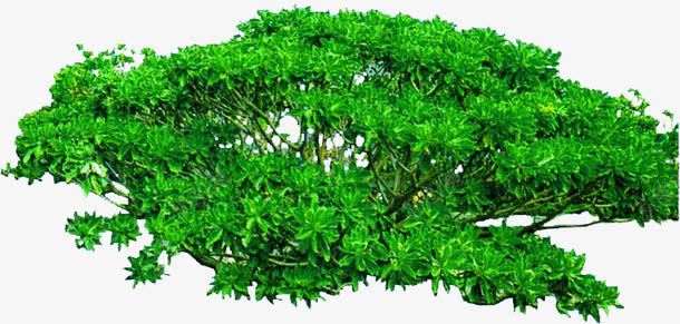 茂密的绿色植物装饰png免抠素材_88icon https://88icon.com 绿色植物 茂密 装饰