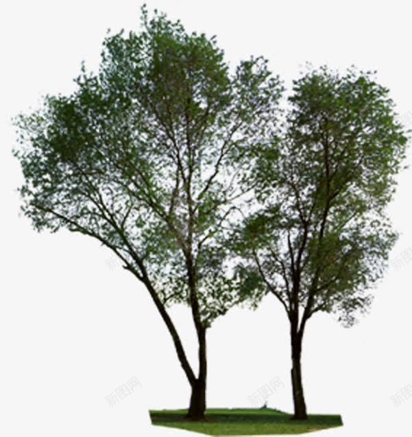 杨树绿树景观树效果贴图png免抠素材_88icon https://88icon.com 效果贴图 景观树 杨树 盛夏 绿树