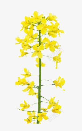 一支油菜花png免抠素材_88icon https://88icon.com 菜籽 鲜花 黄色
