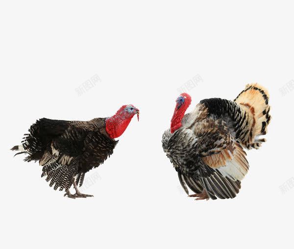 两只野鸡对视png免抠素材_88icon https://88icon.com 两条腿 家禽 对视 山鸡 斗鸡 毛茸茸的 活的 野山鸡 野鸡 长尾巴 雏