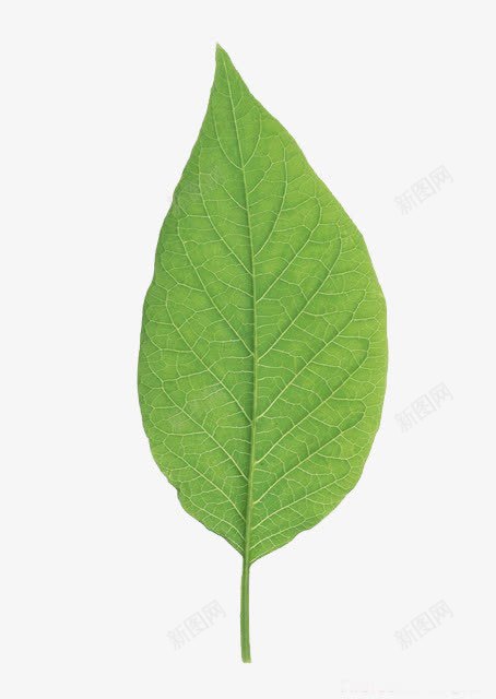 翠绿的脉络清晰的叶片png免抠素材_88icon https://88icon.com 叶片 清晰 翠绿 脉络