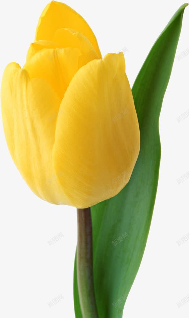 一朵黄色郁金香png免抠素材_88icon https://88icon.com 一枝郁金香 郁金香花朵鲜花