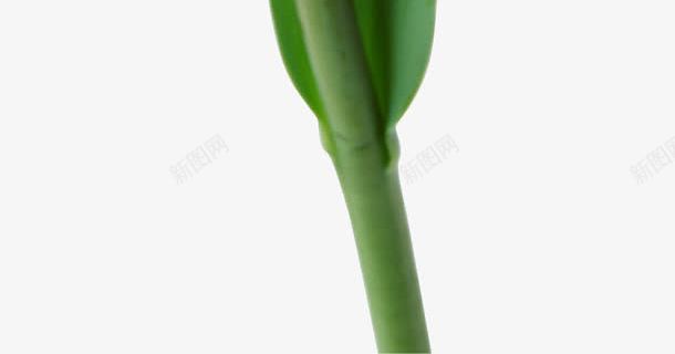一朵黄色郁金香png免抠素材_88icon https://88icon.com 一枝郁金香 郁金香花朵鲜花
