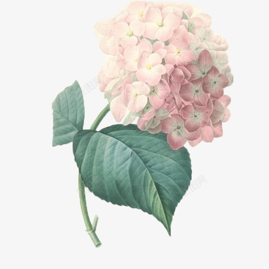 手绘粉色绣球花png免抠素材_88icon https://88icon.com 团团簇簇 惹人怜爱 手绘 热情似火 碧绿的叶子 红色绣球花 绣球花
